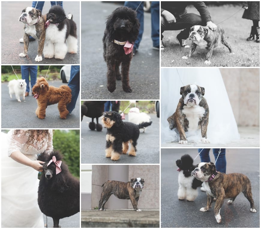 dogs at wedding