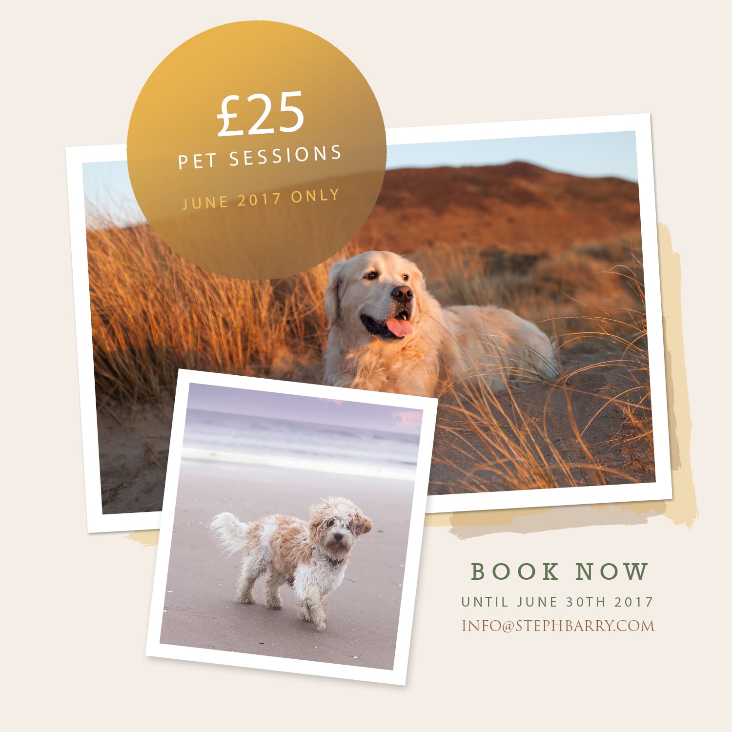 Pet Dog Photography photographer swansea neath llanelli bridgend south wales cardiff